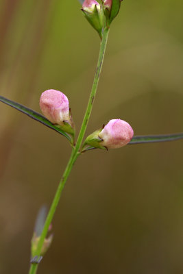 Agalinis purpurea- Purple Gerardia