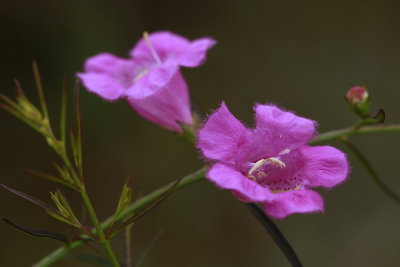 Agalinis purpurea- Purple Gerardia