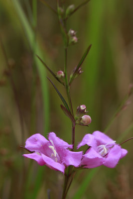 Agalinis purpurea- Purple Gerardia