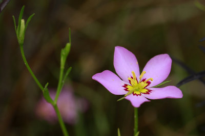 Sabatia stellaris- Salt Marsh Pink