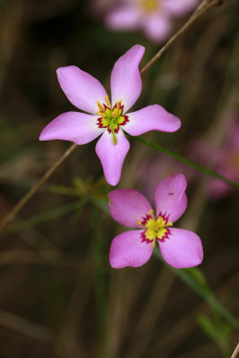 Sabatia stellaris- Salt Marsh Pink