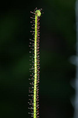 Drosera tracyi