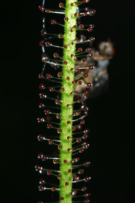 Drosera tracyi