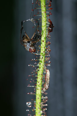 Drosera tracyi