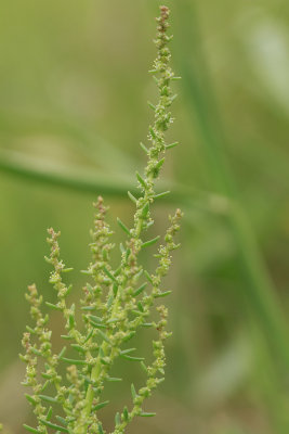 Suaeda sp.- Sea Blite