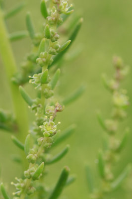 Suaeda sp.- Sea Blite