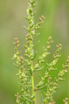 Suaeda sp.- Sea Blite