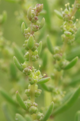 Suaeda sp.- Sea Blite
