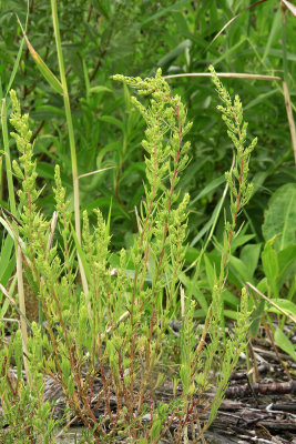 Suaeda sp.- Sea Blite