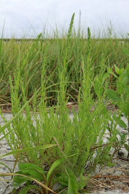 Suaeda sp.- Sea Blite
