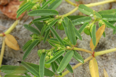 Chamaesyce polygonifolia- Small seaside sandmat