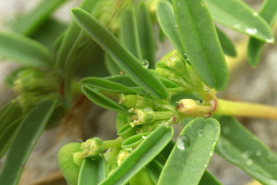 Chamaesyce polygonifolia- Small seaside sandmat