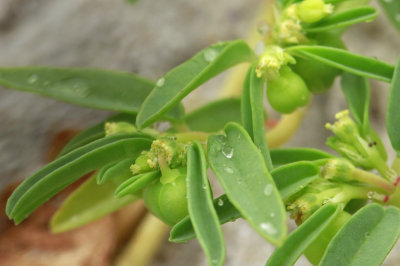 Chamaesyce polygonifolia- Small seaside sandmat