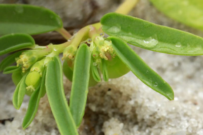Chamaesyce polygonifolia- Small seaside sandmat