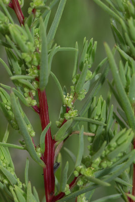 Suaeda sp.- Sea Blite