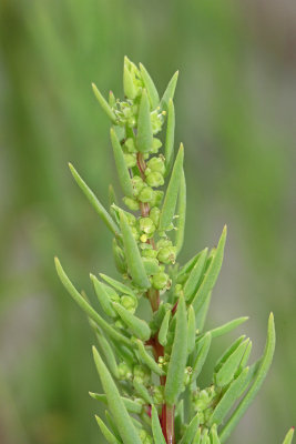 Suaeda sp.- Sea Blite