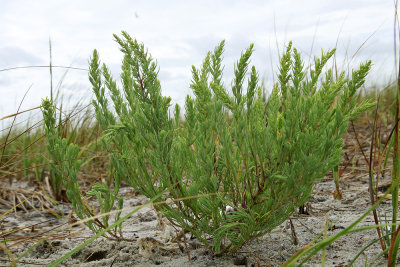 Suaeda sp.- Sea Blite