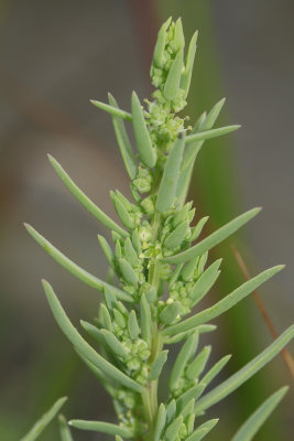 Suaeda sp.- Sea Blite