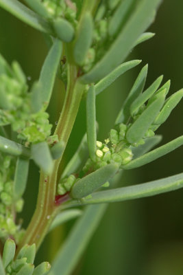 Suaeda sp.- Sea Blite