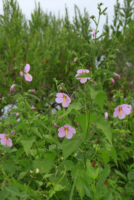 Kostelezkya virginica- Seashore Mallow
