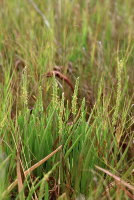 Plantago maritima- Seaside Plantain