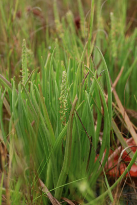 Plantago maritima- Seaside Plantain
