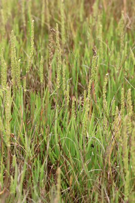 Plantago maritima- Seaside Plantain