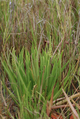Plantago maritima- Seaside Plantain