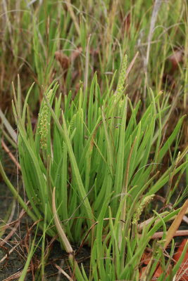 Plantago maritima- Seaside Plantain