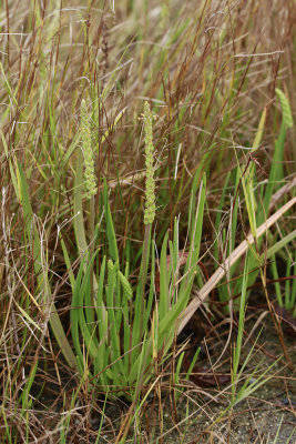 Plantago maritima- Seaside Plantain