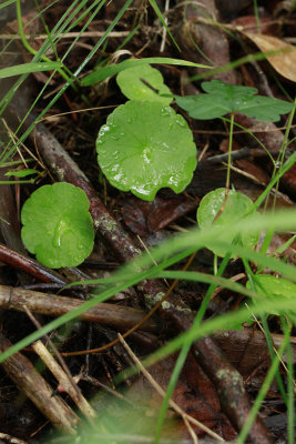 Hydrocotyle verticillata- Whorled Marsh Pennywort