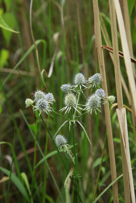Eryngium aquaticum- Rattlesnake Master