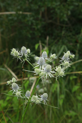 Eryngium aquaticum- Rattlesnake Master