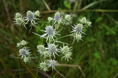 Eryngium aquaticum- Rattlesnake Master
