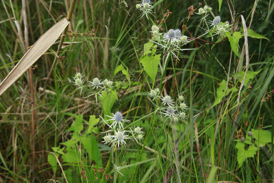 Eryngium aquaticum- Rattlesnake Master