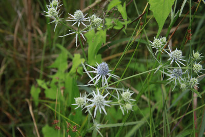 Eryngium aquaticum- Rattlesnake Master