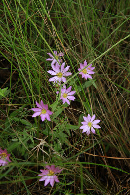 Sabatia dodecandra var. dodecandra- Marsh Rose Gentian