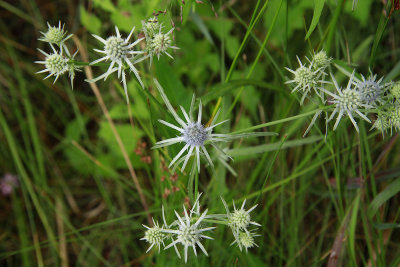 Eryngium aquaticum- Rattlesnake Master