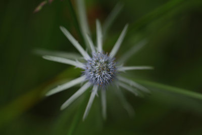 Eryngium aquaticum- Rattlesnake Master
