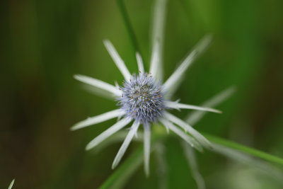 Eryngium aquaticum- Rattlesnake Master