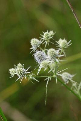 Eryngium aquaticum- Rattlesnake Master
