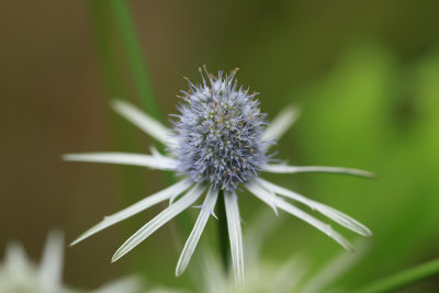 Eryngium aquaticum- Rattlesnake Master