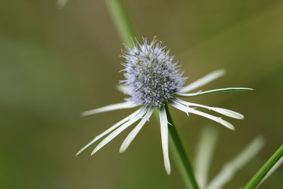 Eryngium aquaticum- Rattlesnake Master