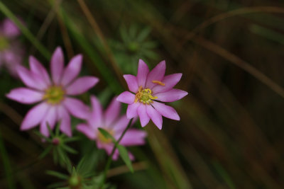Sabatia dodecandra var. dodecandra- Marsh Rose Gentian