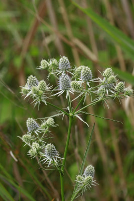 Eryngium aquaticum- Rattlesnake Master