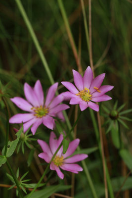 Sabatia dodecandra var. dodecandra- Marsh Rose Gentian