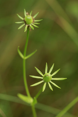 Sabatia dodecandra var. dodecandra- Marsh Rose Gentian