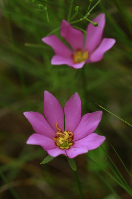 Sabatia dodecandra var. dodecandra- Marsh Rose Gentian