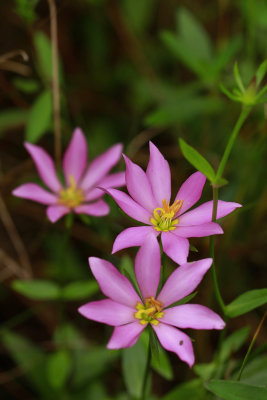 Sabatia dodecandra var. dodecandra- Marsh Rose Gentian