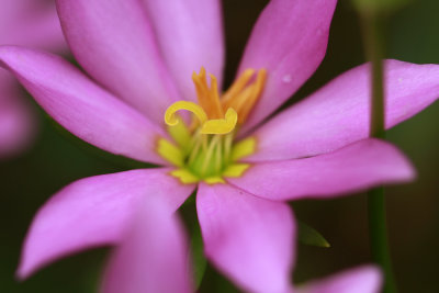 Sabatia dodecandra var. dodecandra- Marsh Rose Gentian
